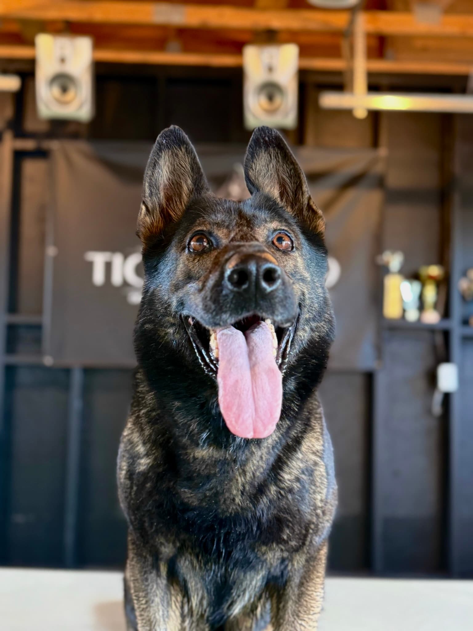 Ava - Elite Working Dog