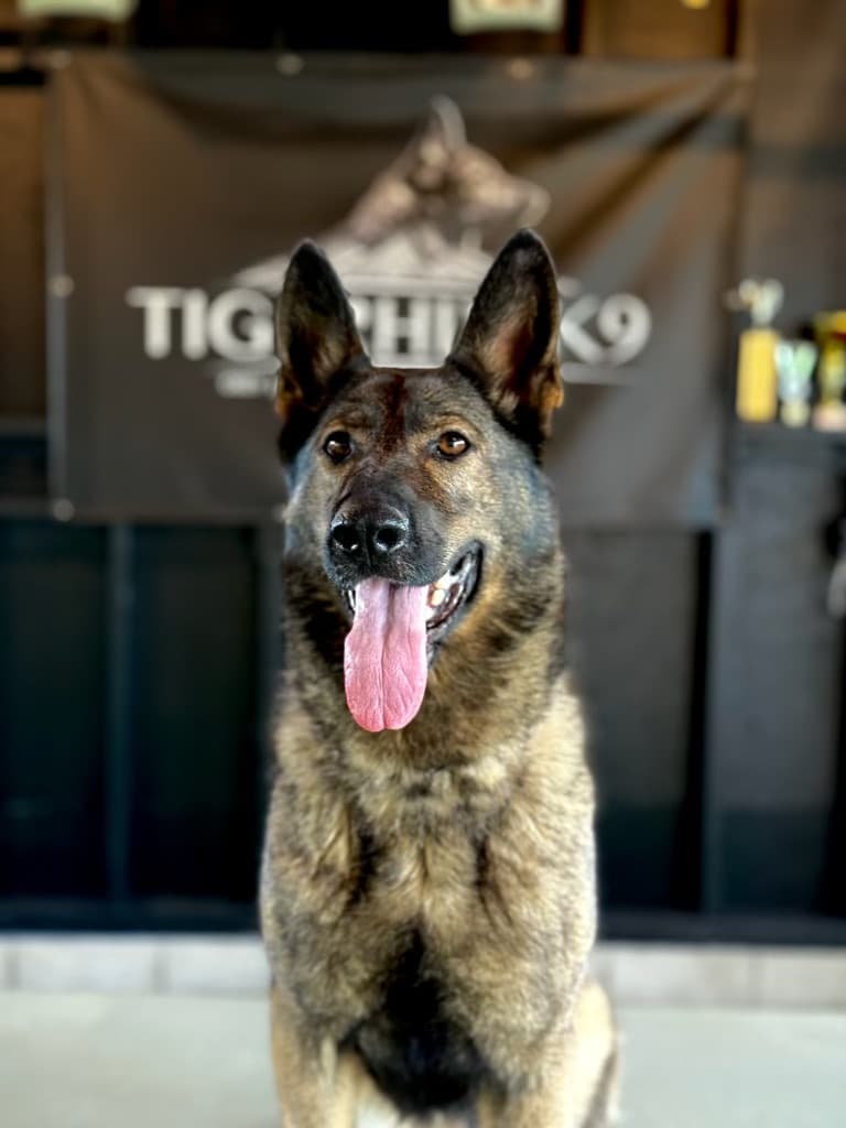 Ferrari - Elite Working Dog