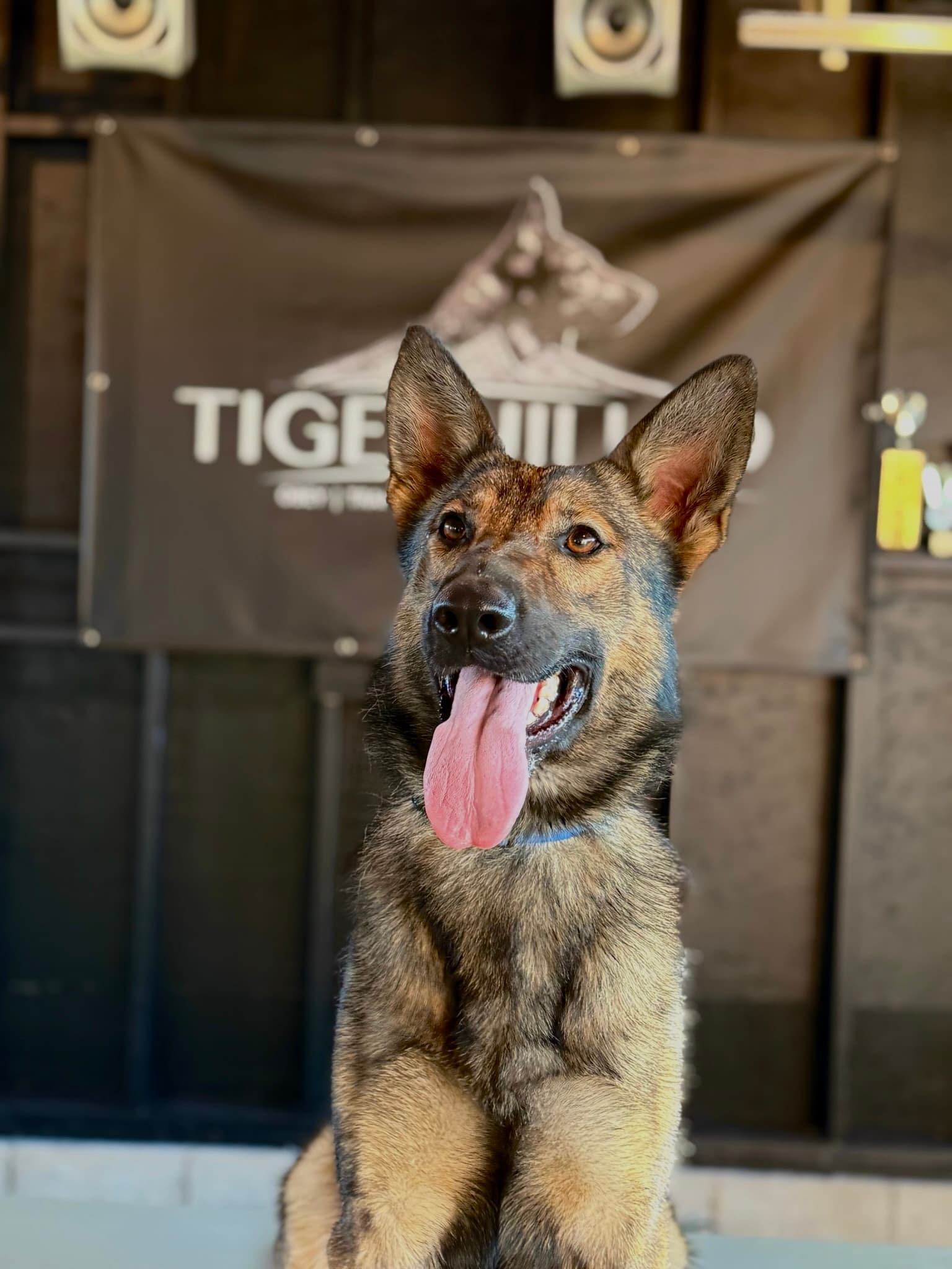 Jalebi Tigerhill - German Shepherd Protection Dog