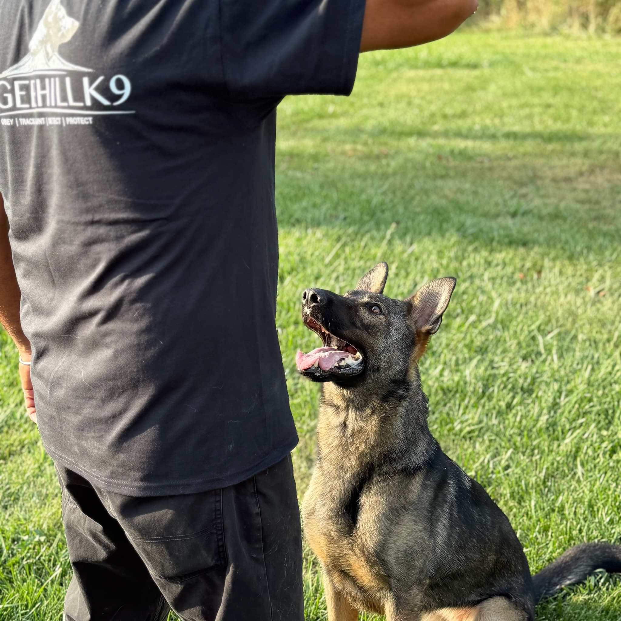 Elite German Shepherd Bloodlines