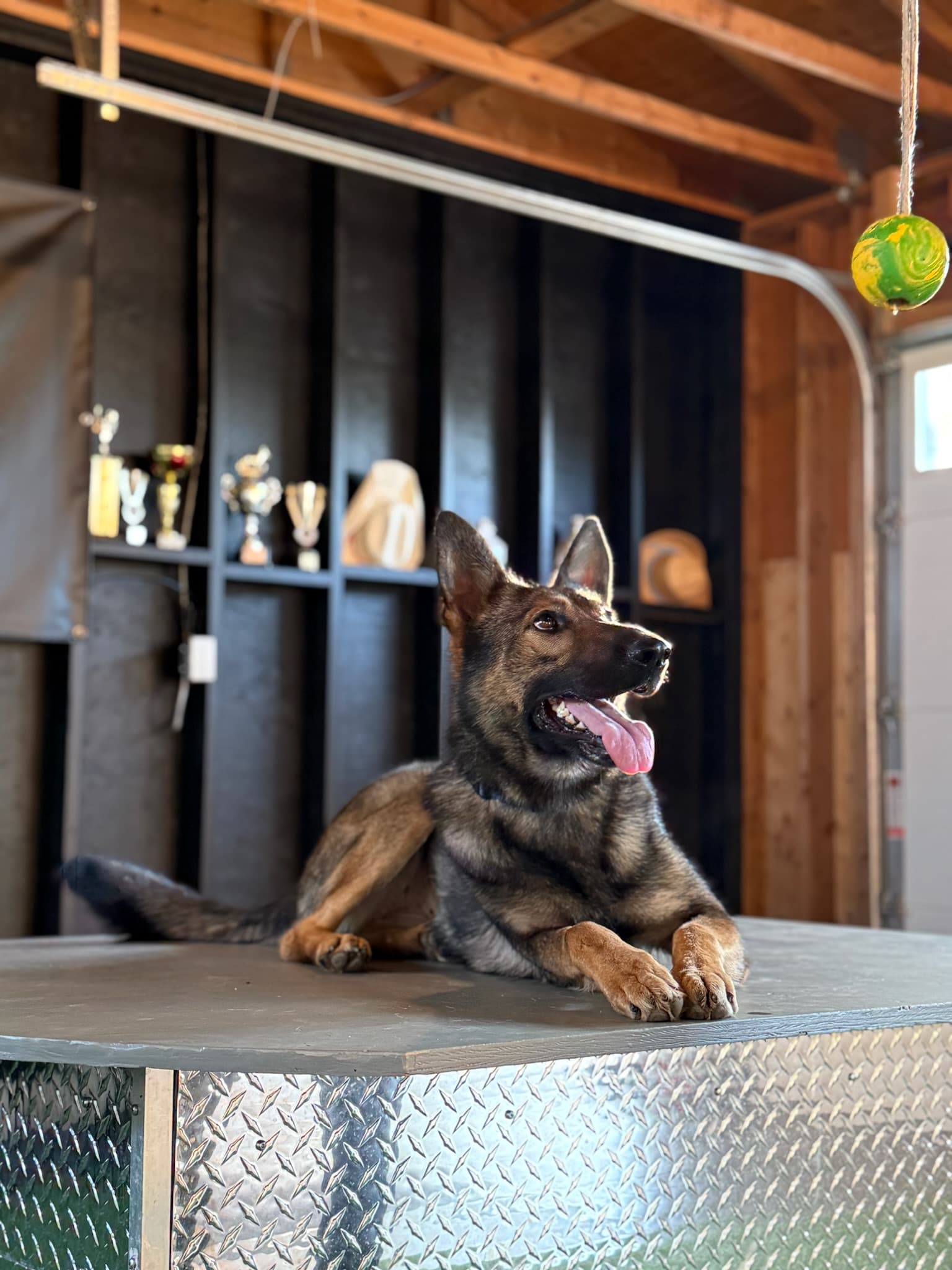 Professional Dog Training Services